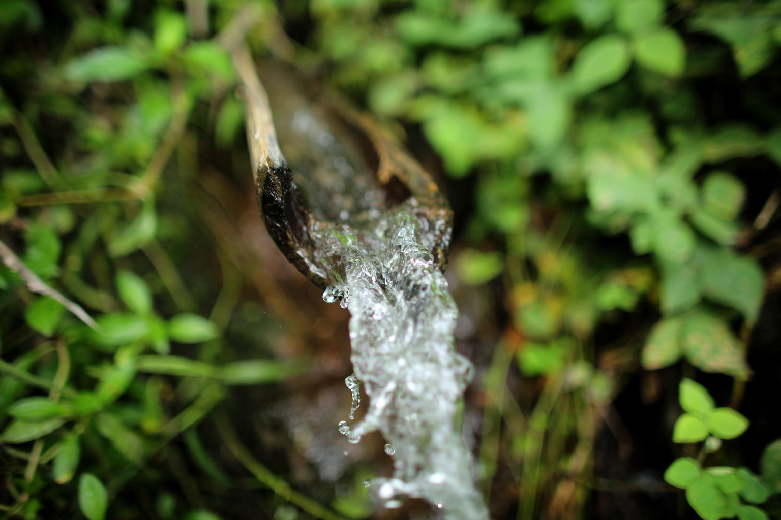 Freshwater ecosystems must be protected and losses reversed.
