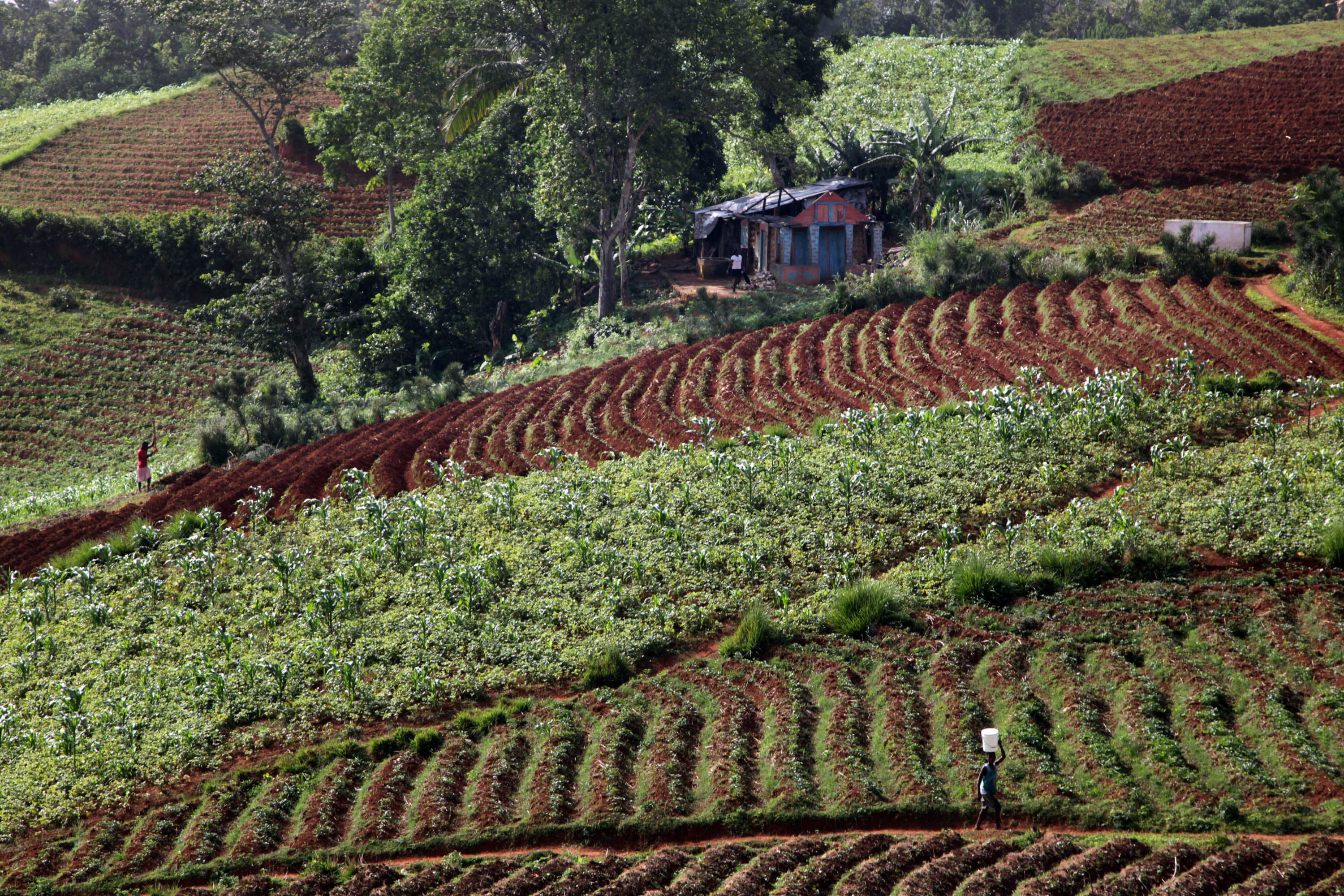 Agricultural fields